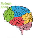 5c5b25b3f0283 операция при эпилепсии на головной мозг