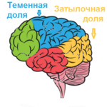 5c5b26b17a8bf операция при эпилепсии на головной мозг